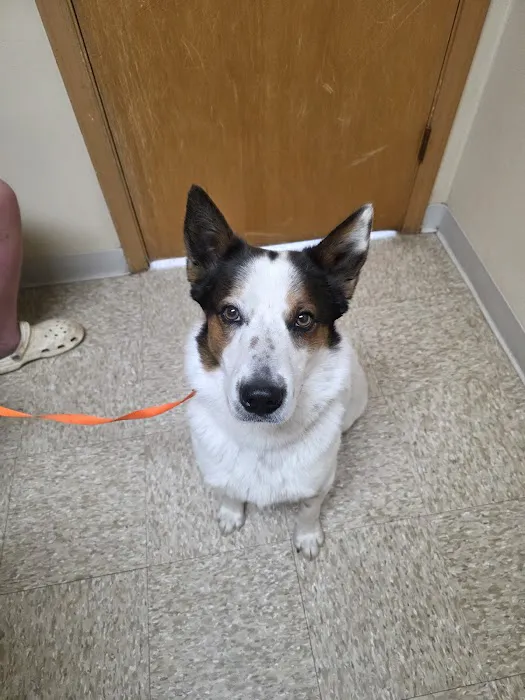 Anderson Animal Hospital Picture 2