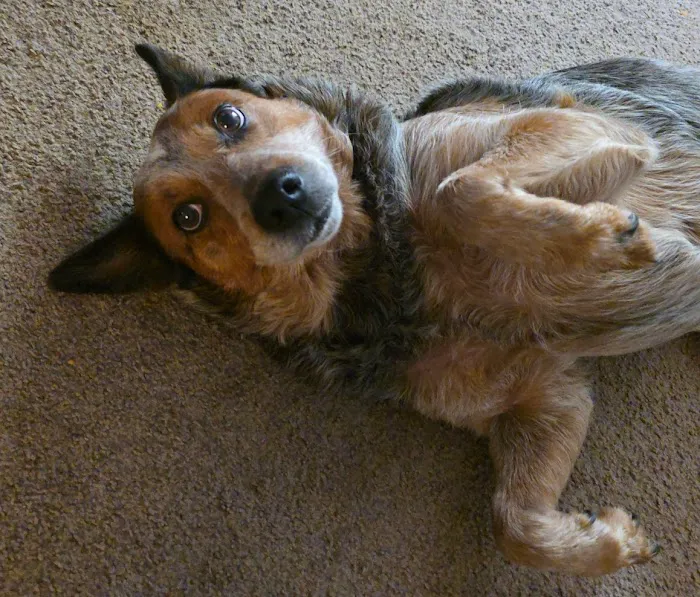 Anderson Animal Hospital Picture 1