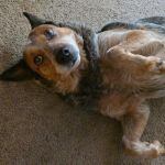 Anderson Animal Hospital