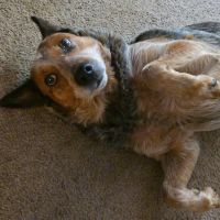 Anderson Animal Hospital ico