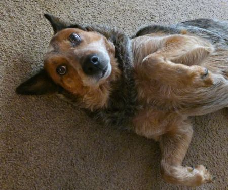 Anderson Animal Hospital