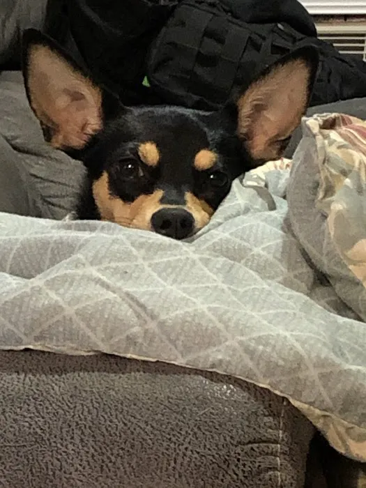 Anderson Animal Hospital Picture 6