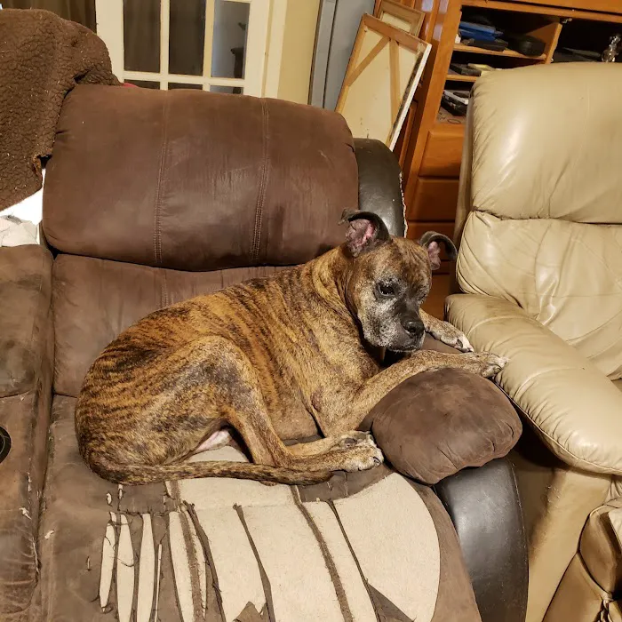 Anderson Animal Hospital Picture 8