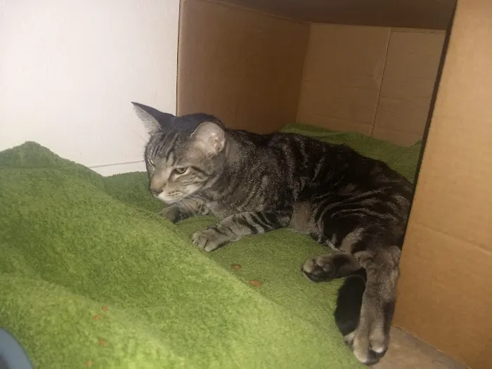 Anderson Animal Hospital Picture 9