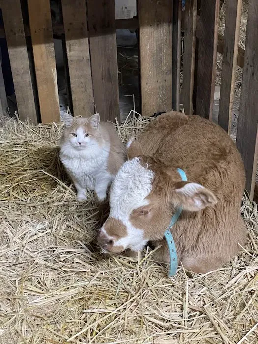 Barnes veterinary hospital Picture 3