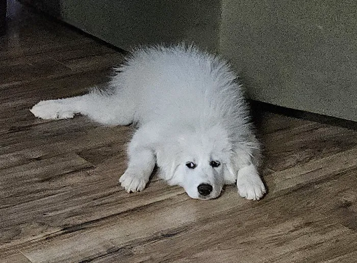 North Arkansas Veterinary Clinic Picture 1