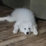 North Arkansas Veterinary Clinic