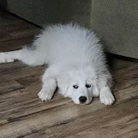 North Arkansas Veterinary Clinic ico