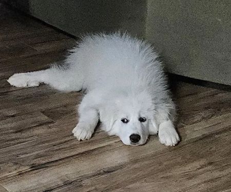 North Arkansas Veterinary Clinic