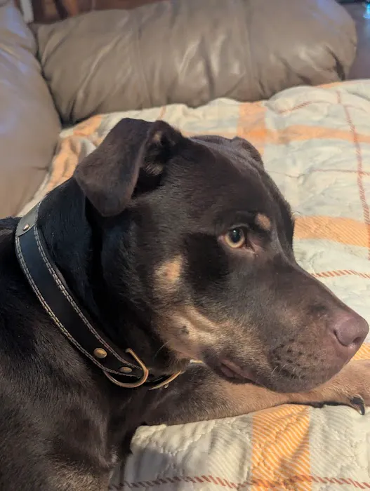 North Arkansas Veterinary Clinic Picture 2