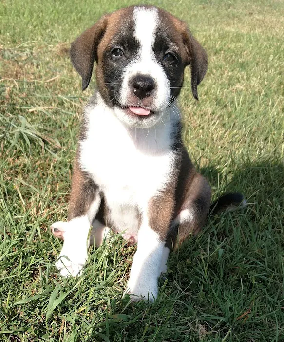 North Arkansas Veterinary Clinic Picture 7