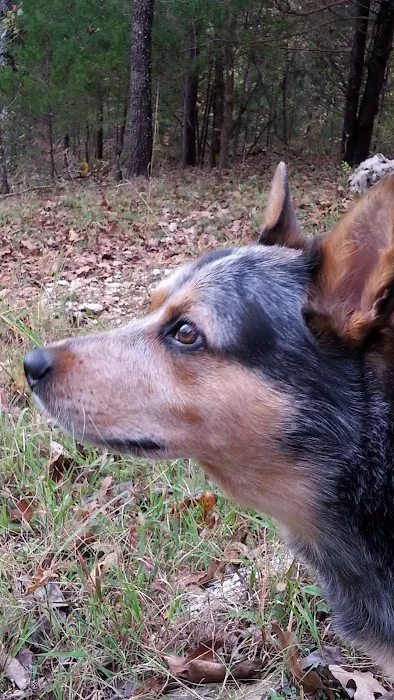 North Arkansas Veterinary Clinic Picture 8