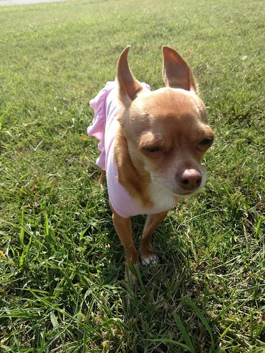 North Arkansas Veterinary Clinic Picture 9