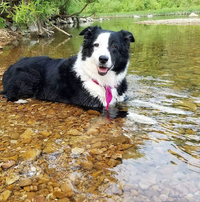 North Arkansas Veterinary Clinic Picture 10