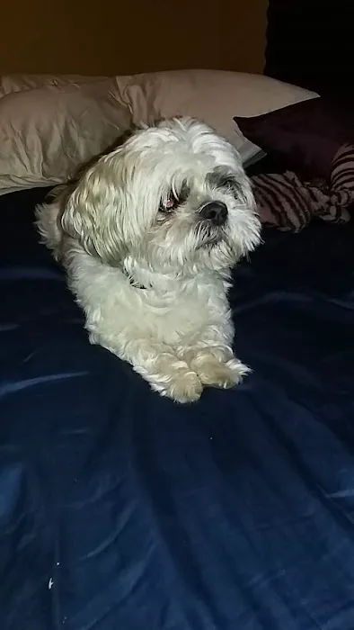 Animal Medical Center Picture 9