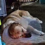 I'm Your Huckleberry Spay & Neuter Clinic