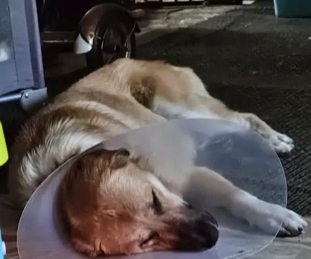 I'm Your Huckleberry Spay & Neuter Clinic