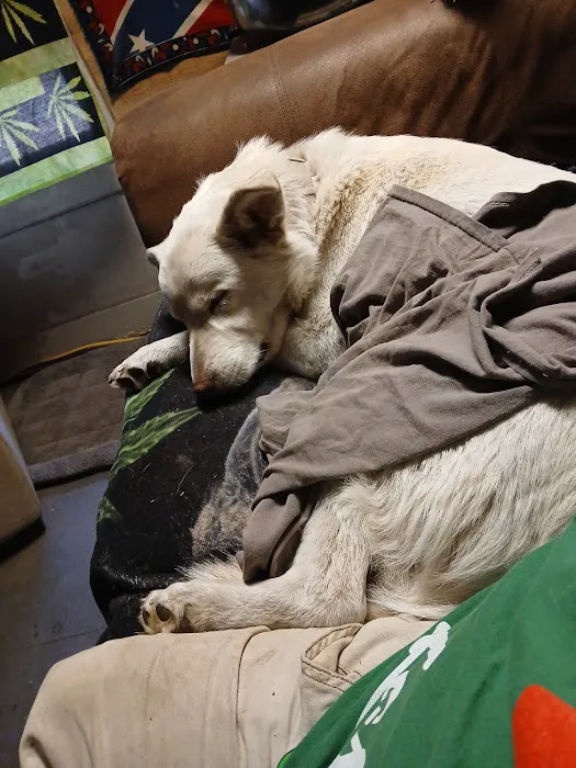 I'm Your Huckleberry Spay & Neuter Clinic Picture 9