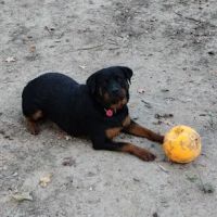 Southwest City Vet Clinic ico