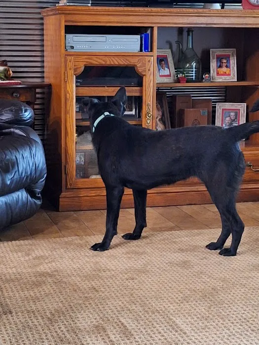 Southwest City Vet Clinic Picture 2