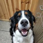 Hancock Veterinary Services of Bella Vista