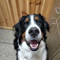 Hancock Veterinary Services of Bella Vista ico