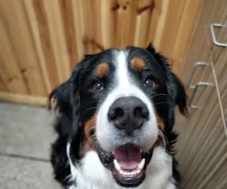 Hancock Veterinary Services of Bella Vista