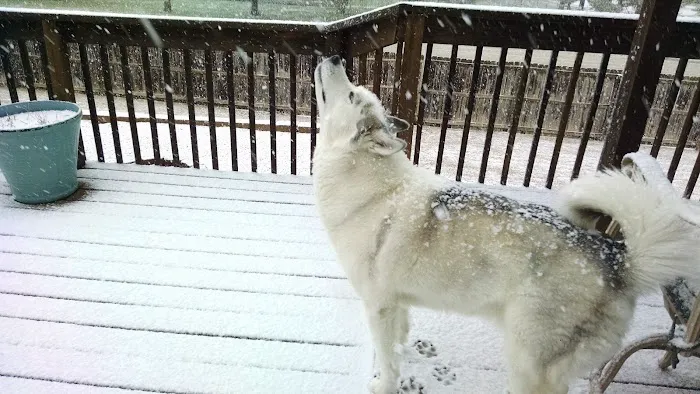 Hancock Veterinary Services of Bella Vista Picture 2