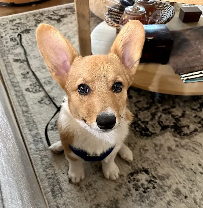 Hancock Veterinary Services of Bella Vista Picture 3