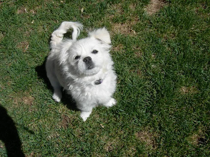 Hancock Veterinary Services of Bella Vista Picture 5