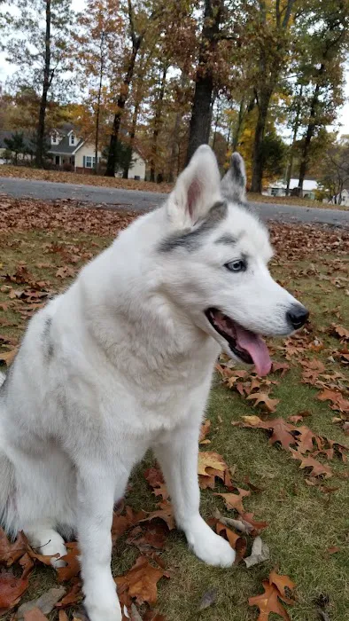 Hancock Veterinary Services of Bella Vista Picture 4