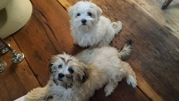 Hancock Veterinary Services of Bella Vista Picture 7