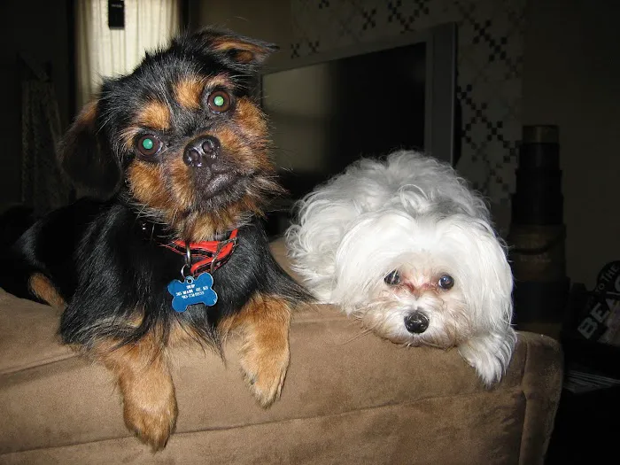 Hancock Veterinary Services of Bella Vista Picture 9