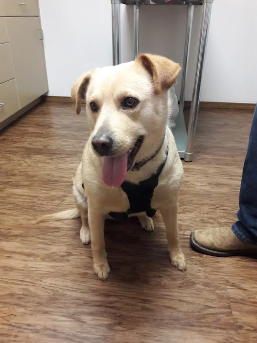 Hancock Veterinary Services of Bella Vista Picture 8