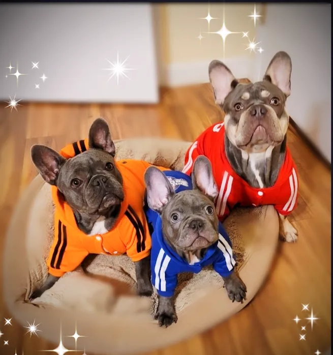 Hancock Veterinary Services of Bella Vista Picture 10