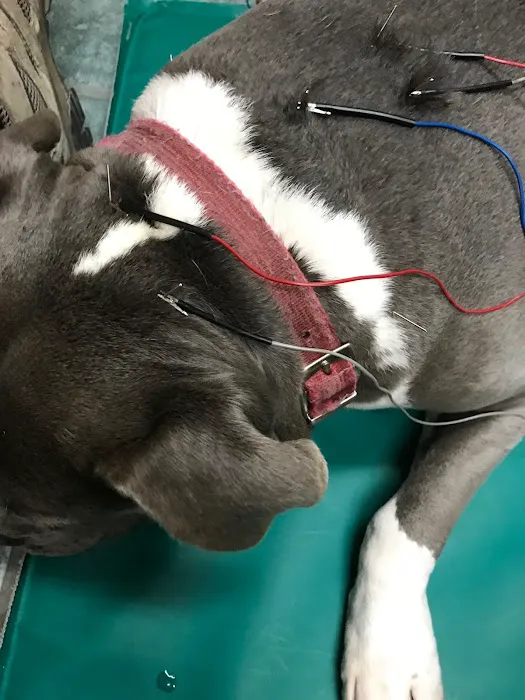 Balance Integrative Veterinary Care Picture 3