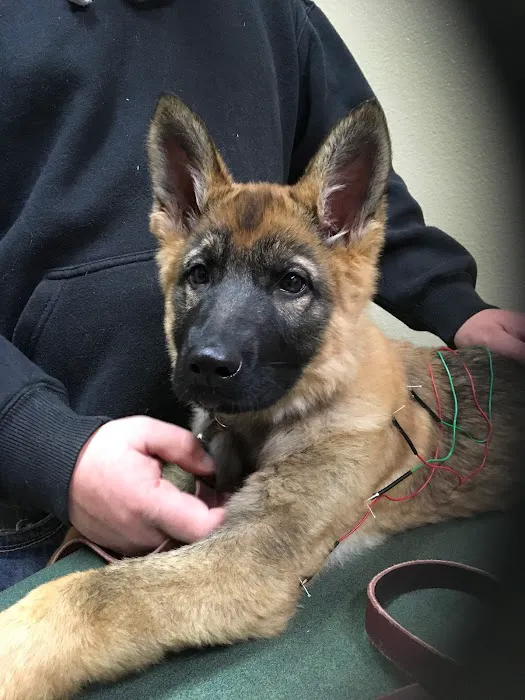 Balance Integrative Veterinary Care Picture 1