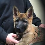 Balance Integrative Veterinary Care