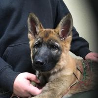 Balance Integrative Veterinary Care ico