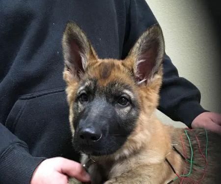 Balance Integrative Veterinary Care