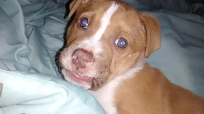 Eastside Animal Clinic Picture 4