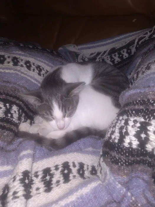 Eastside Animal Clinic Picture 1