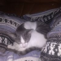 Eastside Animal Clinic ico