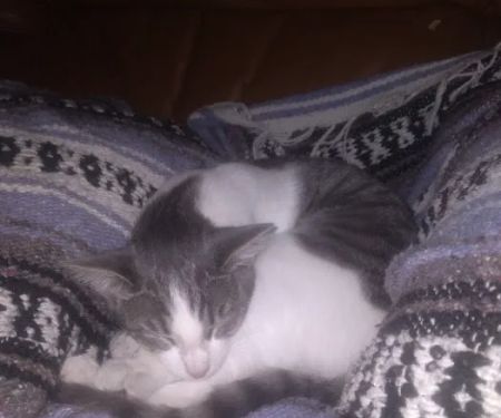 Eastside Animal Clinic