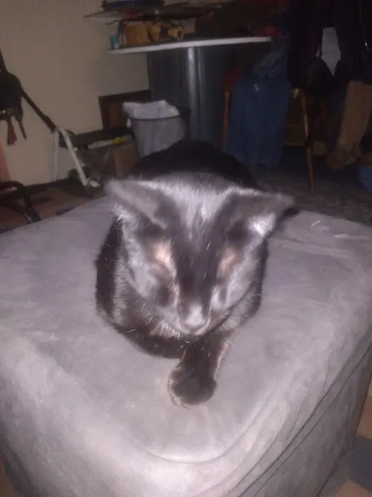 Eastside Animal Clinic Picture 2