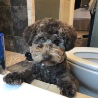 Schumpert Mark DVM ico