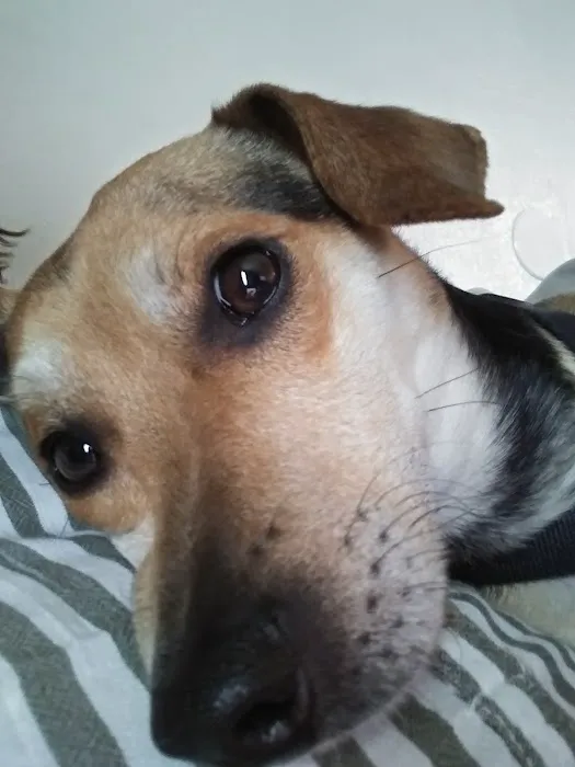 Country View Animal Care Center Picture 3