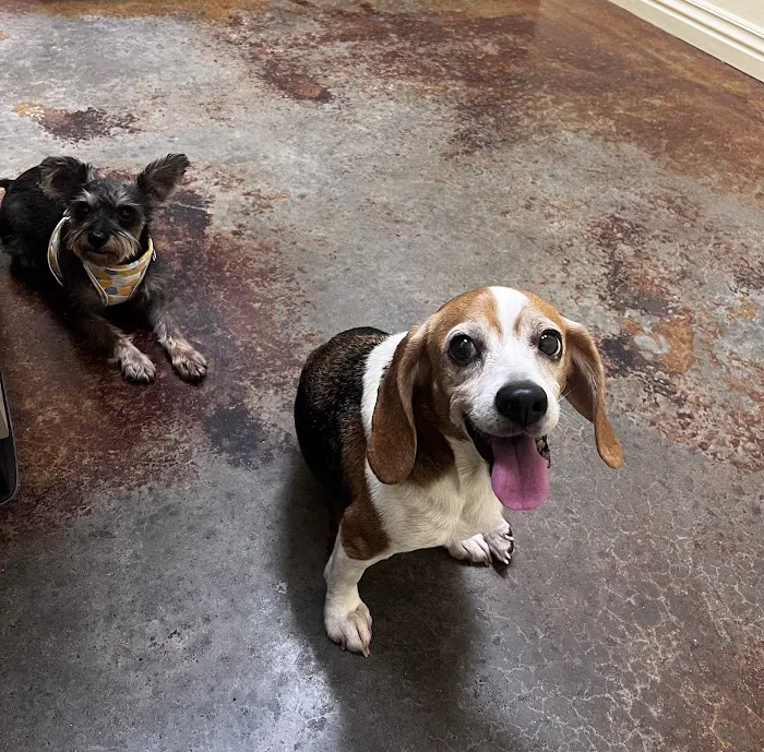 Country View Animal Care Center Picture 4