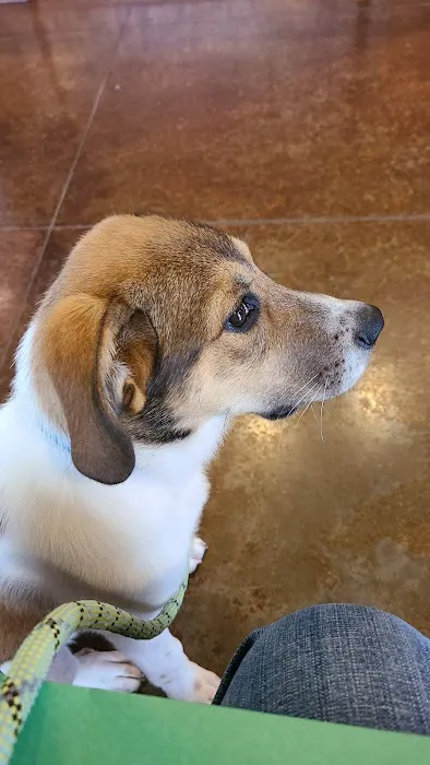 Country View Animal Care Center Picture 6