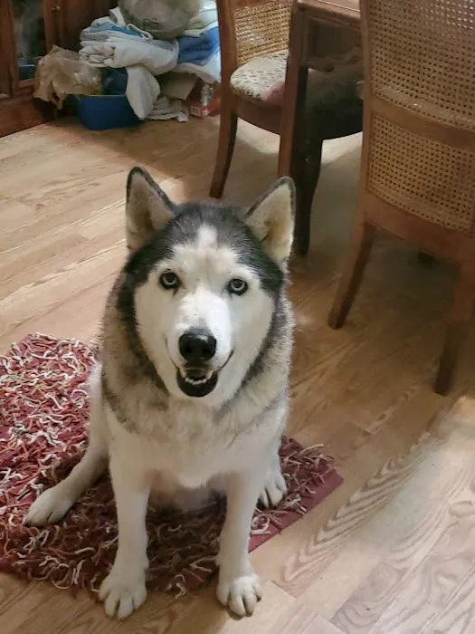 Country View Animal Care Center Picture 8